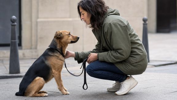 Conversation avec un éducateur canin travaillant en milieu urbain : réussir la cohabitation en ville