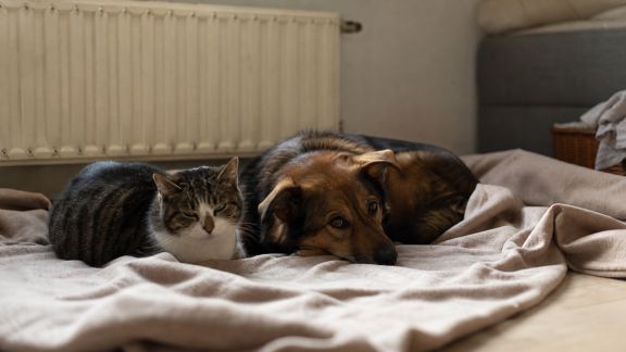 Effets de la crise énergétique sur le bien-être et l’entretien des animaux domestiques
