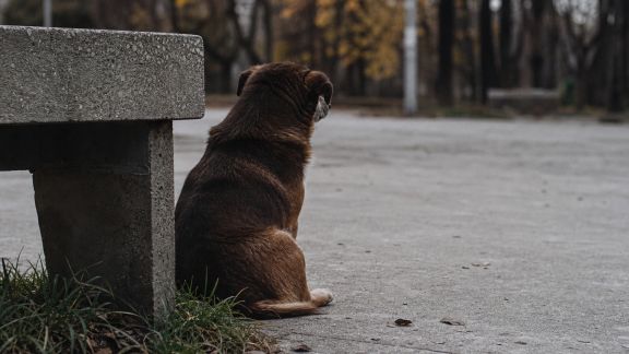 Bilan des abandons d’animaux hors période estivale : des tendances inquiétantes