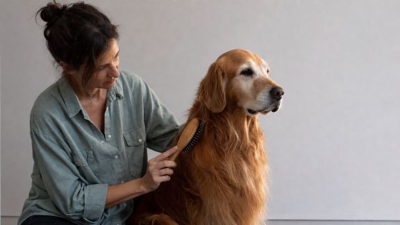 Faciliter le brossage des chiens à poils longs sans stress