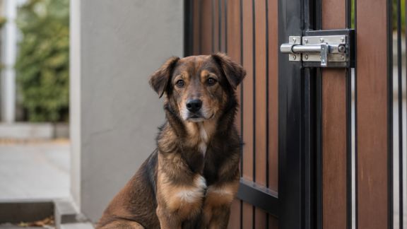 Prévenir les fugues de son animal : dispositifs et méthodes pour sécuriser son environnement
