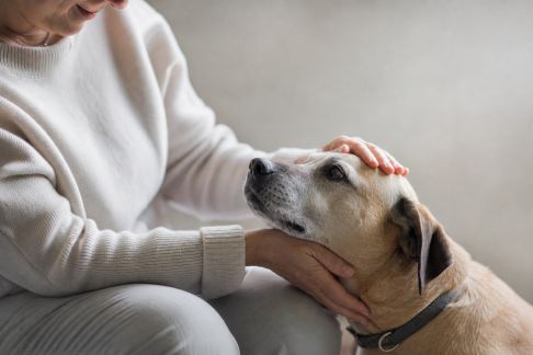 L’essor de la médiation animale : quelles nouvelles pratiques pour le bien-être au quotidien ?