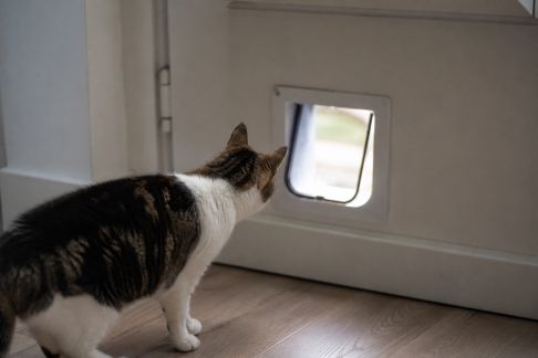 Comparatif des trappes connectées pour animaux : contrôle à distance, sécurité et installation