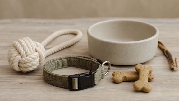 Décryptage : l’évolution du marché des produits éco-responsables pour animaux