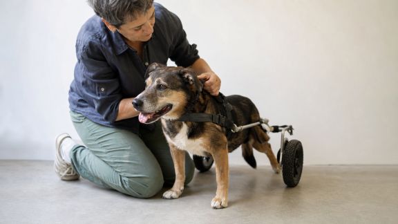 Échange avec un expert en mobilité animale : accessoires et conseils pour animaux handicapés