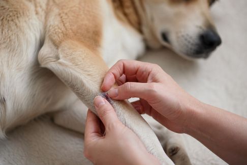 Apprendre à reconnaître et soigner une petite plaie chez le chat ou le chien