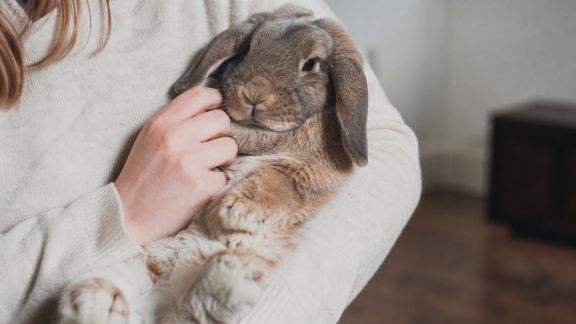 Initiation à la manipulation positive du lapin : conseils et gestes sûrs