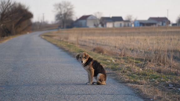 Gestion des animaux abandonnés en zones rurales : nouveau dispositif en place