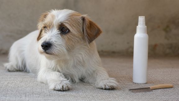 Analyse des meilleurs anti-insectes pour animaux de compagnie : efficacité, sécurité et facilité d'utilisation