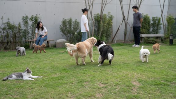 Encourager la création de jardins ou d'espaces verts partagés pour animaux de compagnie