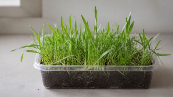 Installer un bac à herbe à chats maison : pas à pas économique