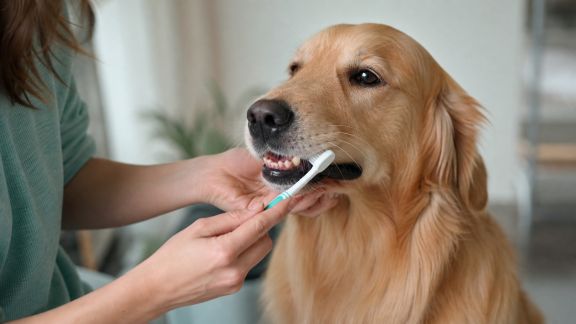 Astuces pour habituer un animal à la brosse à dents sans stress