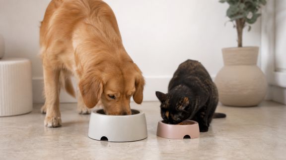 Alimentation personnalisée : l’essor des régimes sur-mesure pour nos animaux