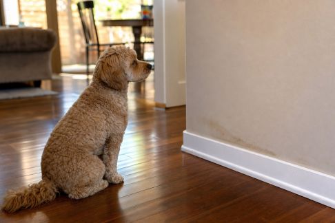 Réduire les marques d’urine d’un chien sur les murs : solutions naturelles