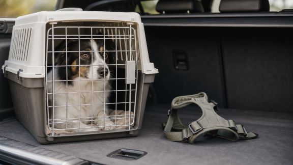 Le transport des animaux : réglementation, sécurité et astuces pour voyager serein