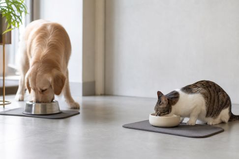 Organiser un espace repas séparé pour plusieurs animaux domestiques