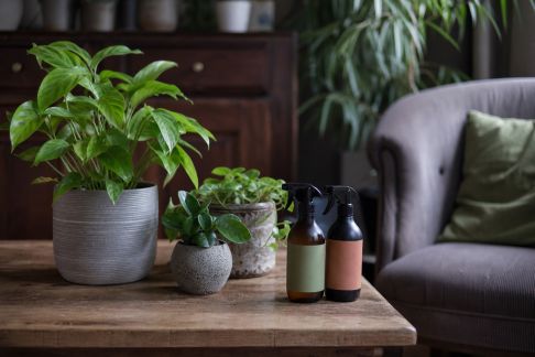 Comparatif des sprays répulsifs pour protéger plantes et meubles : innocuité, efficacité et odeur