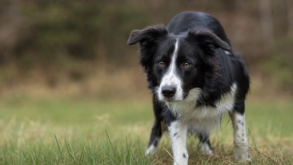 Comprendre les besoins spécifiques des chiens de travail et de sport