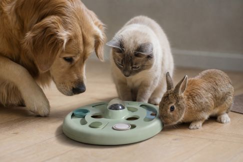 L’évolution des jouets interactifs pour stimuler chiens, chats et NAC en 2026