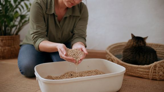 Entretien avec un créateur de litières écologiques : innovations pour le bien-être animal et la planète