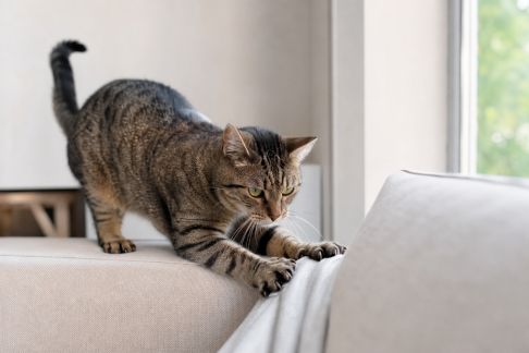 Identifier et gérer les comportements destructeurs chez les animaux de compagnie