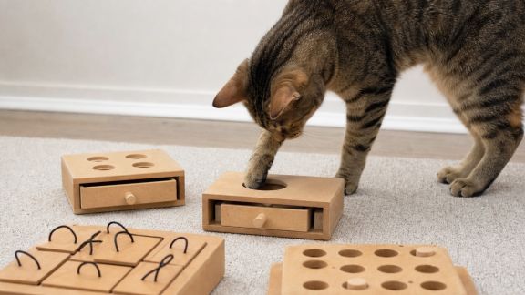 Comparatif des boîtes à friandises ludiques pour stimuler l’intelligence des chats