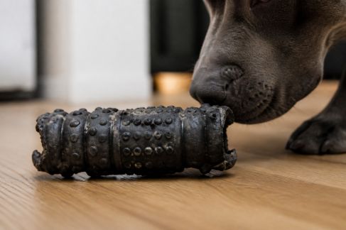 Analyse des jouets à mâcher pour chiens destructeurs : durabilité, sécurité et matériaux
