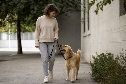 Enseigner la marche en laisse sans tirer à son chien : méthode illustrée