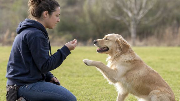 Rencontre avec un éducateur en clicker training : méthodes et résultats sur le terrain