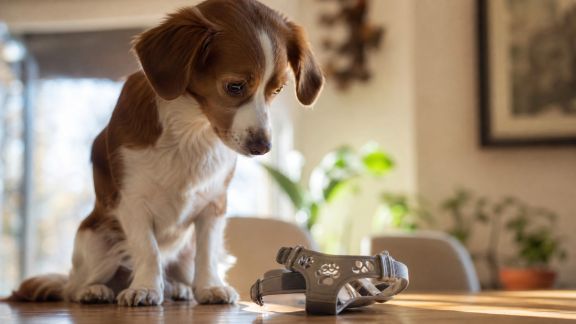 L’impression 3D au service des accessoires animaliers : vers la personnalisation totale