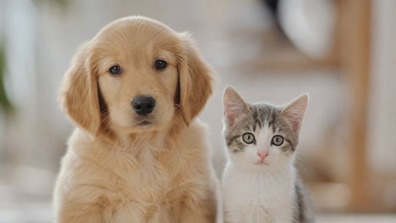 Statut juridique de l’animal : ce qui pourrait changer prochainement