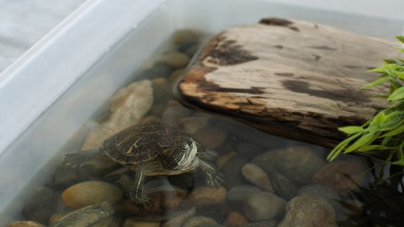 Mettre en place un coin baignade sécurisé pour votre tortue d'eau