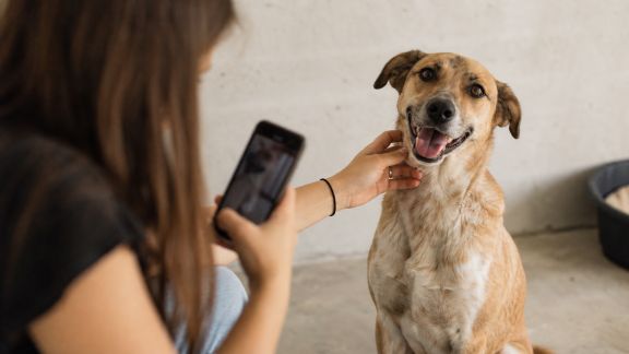 Rôle croissant des réseaux sociaux dans l’adoption d’animaux en France