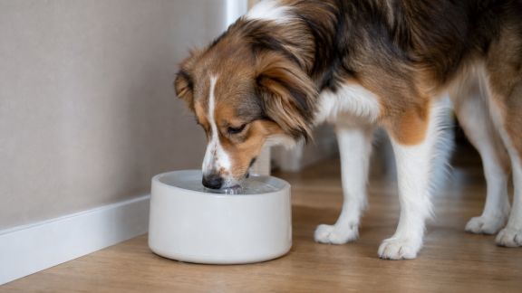 Test des fontaines à eau silencieuses pour chiens sensibles au bruit