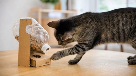 Fabriquer un jouet distributeur de friandises pour chat : DIY économique