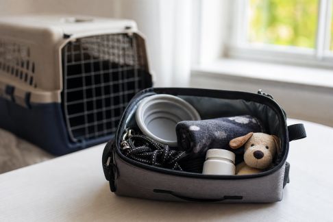 Anticiper les déplacements imprévus avec une trousse d’urgence pour animal
