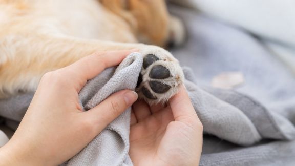 Nettoyer les coussinets de son animal : routines pour éviter les blessures courantes