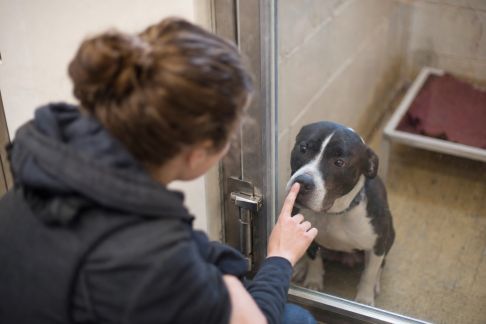 La transformation des refuges animaliers : vers plus d’innovation et d’accueil personnalisé